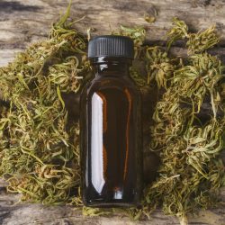 dried medical marijuana with CBD and THC extract